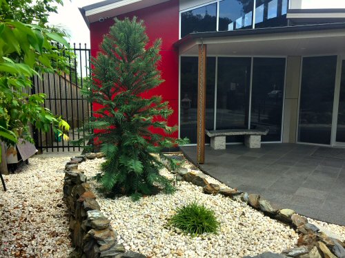 Wollemi pine at Dr Ouyang's practice
